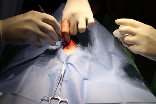Ovariectomy by dog (staffordshire terier)