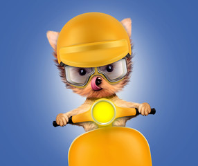 Adorable puppy sitting on a motorbike