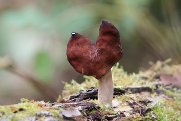 The elfin saddle ( Gyromítra ínfula) in autumn forest