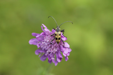 The longhorn beetle on the flower