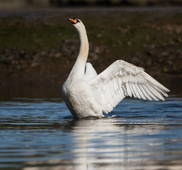 Mute Swan, Swans, Cygnus olor