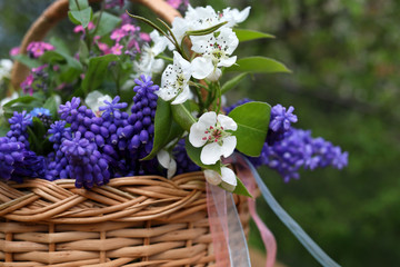Wicker basket with blue muscari, forget-me-nots and a blossoming pear in the spring garden. Flower composition.