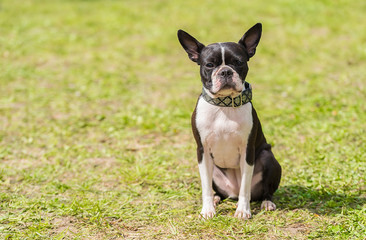 French Bulldog in the green park