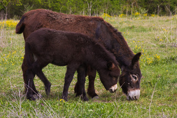 Asinello con la mamma al pascolo