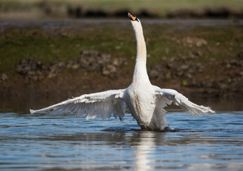 Mute Swan, Swans, Cygnus olor