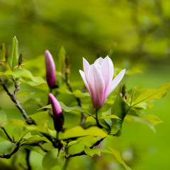 Purple Blooming Magnolia Flower Buds on the Branch