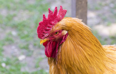 the king of the roost