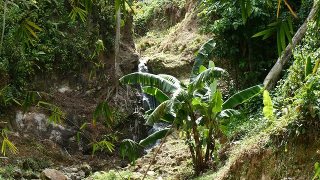 Small Brook in rain forest Saint Lucia, Antilles