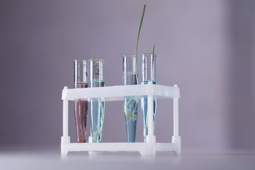 test tubes with plants