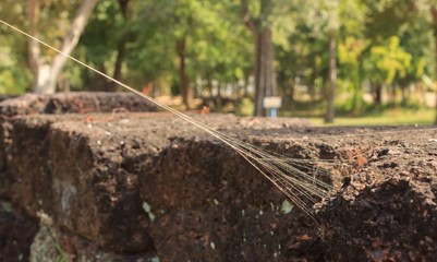 Spider web on ancient castle stone wall