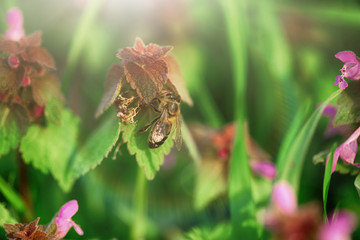 Bees pollinate the flowers