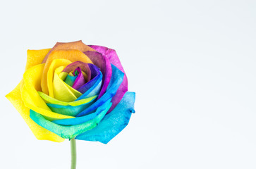Fototapeta na wymiar Bunte Rose in Regenbogenfarben, weißer Hintergrund mit viel Textfreiraum