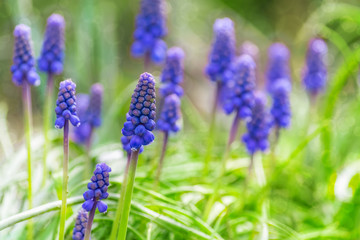Obraz premium blurred background of blue wildflowers with bokeh effect