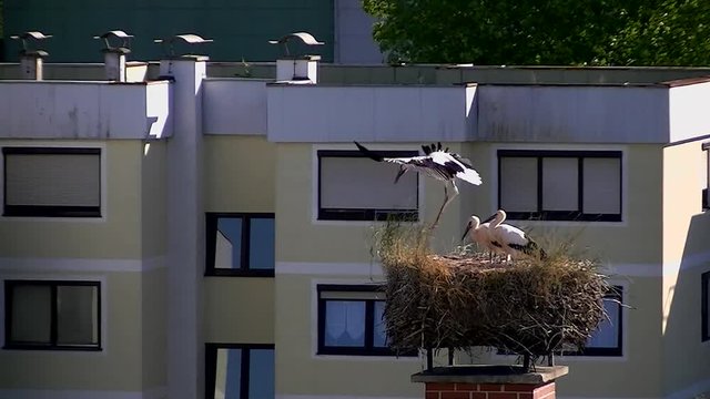 Intensive Start- und Fl&uuml;g&uuml;bungen eines Jungstorches im Nest vor seinen beiden Geschwistern (Totale)