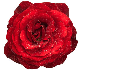 Rose mit Tautropfen Freisteller