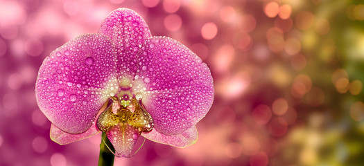 Fototapeta na wymiar Orchideen mit Tautropfen und lila Bokeh Hintergrund