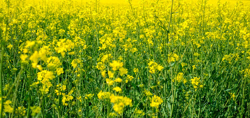 Rape field, closeup view