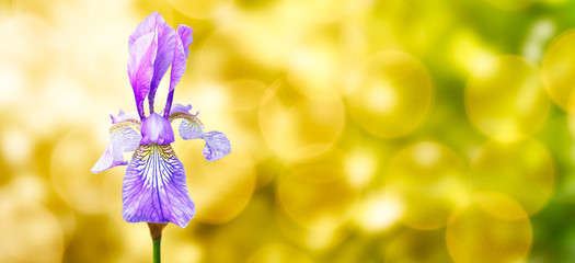 Blaue Schwertlilie mit Bokeh Hintergrund © TimSiegert-batcam