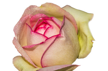 Rose mit Tautropfen freisteller