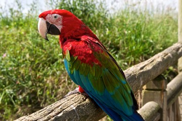 Naklejka na ściany i meble Red-and-green macaw (Ara chloropterus), side view