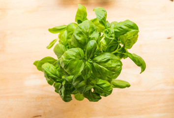 Fresh Basil plant