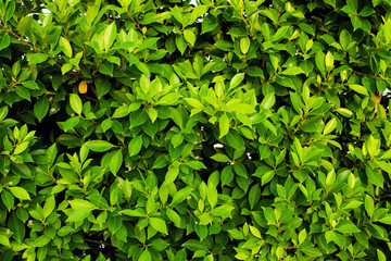 Fototapeta na wymiar Beautiful green leaves background. Garden and Green wall, leafs texture, texture of green plant, tropical leaves background.