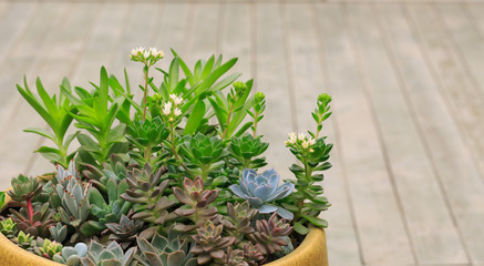 All kinds of potted succulents