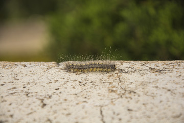 Hairy caterpillar on the concrete with blurry tree background: larval stage