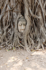 Buddha's face among tree roots