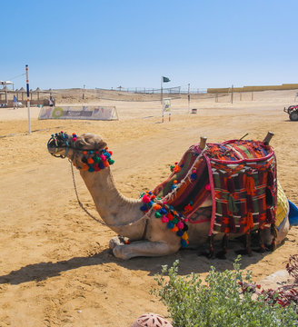 Camel with saddle is seating on the beach, Egypt