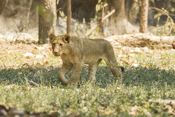 With a similar environment to Africa, Thailand easily become a new home for this lion family with only little change in their habitats. 