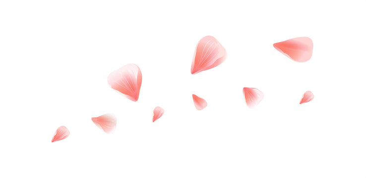 Pink Red flying petals isolated on white background. Sakura Roses petals. Vector 
