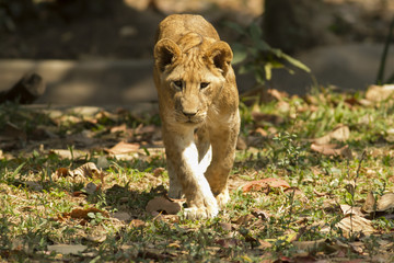 With a similar environment to Africa, Thailand easily become a new home for this lion family with only little change in their habitats. 