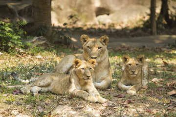 With a similar environment to Africa, Thailand easily become a new home for this lion family with only little change in their habitats. 