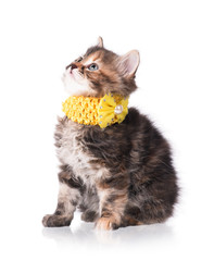 Cute little kitten