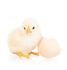 Cute newborn chicken