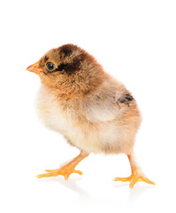 Fototapeta premium Cute newborn chicken