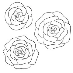 Vector roses black outline on the white background