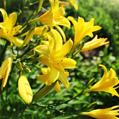 Fototapeta premium Yellow Day lily flower or Hemerocallis
