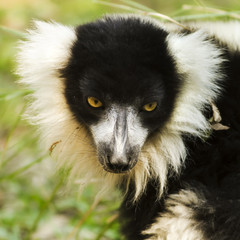 Ubon Ratchatani zoo imported these Lemurs from Madacassar. With a similar weather, they easily adopt to a new environment, and even to man and camera. 