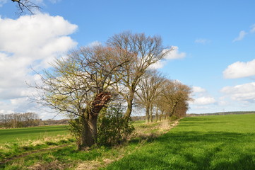 Fototapeta premium Bäume zwischen den Wiesen