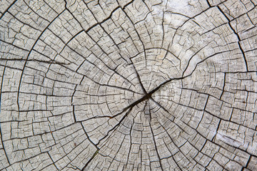 Cut log showing shakes in an African hard wood