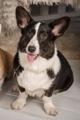 Beautiful dog breed welsh corgi cardigan in a New Year's studio with a gift and gold cups