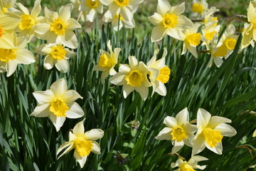 Fototapeta premium スイセン