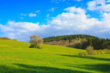 Green Grass Field Landscape and tree.