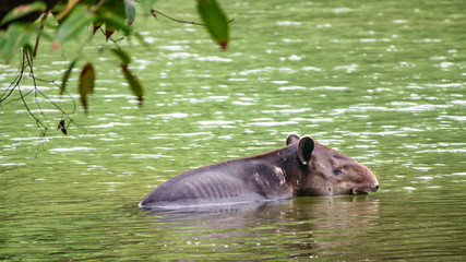Fototapeta premium Wild wounded tapir crossing a river