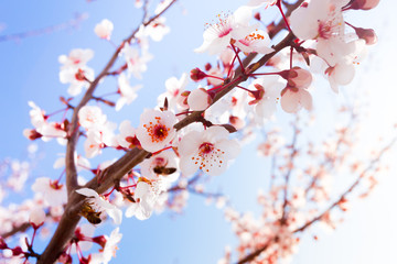 Spring Blooming