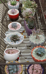 All kinds of potted succulents