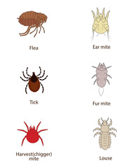 What To Know About Parasites. Skin And Fur Parasites Vector Set. Flea, Tick, Ear Mite, Fur Mite, Harvest Mite, Louse. Spread Of Infection.