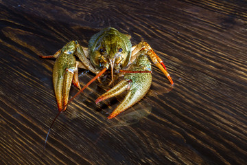 Live crawfish on a wooden board